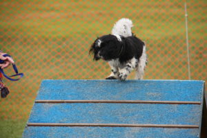 Simba, a black and white Shih Tzu, going over the A-frame
