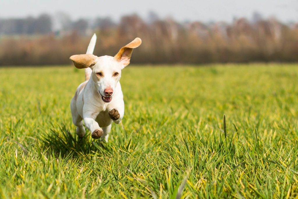 Small dog running towards the camera on grass